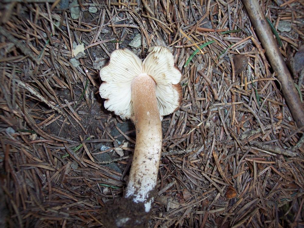 Escursione a Gressoney